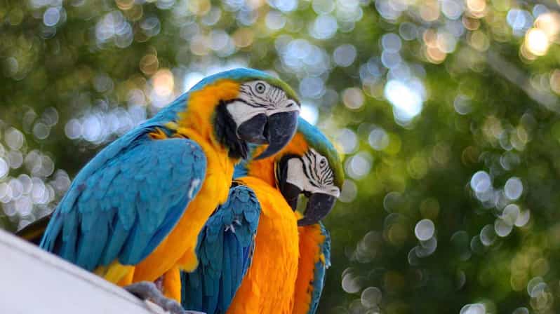 Iquitos | Amazon Tour | 4 Days inside the Rainforest Jungle | GetYourGuide