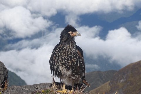 Guagua Pichincha: Trek or climb an active volcano! En/Deu/Es