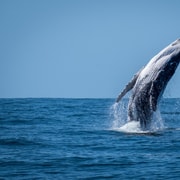 Sunshine Coast: Whale Watching Cruise on Jet Boat
