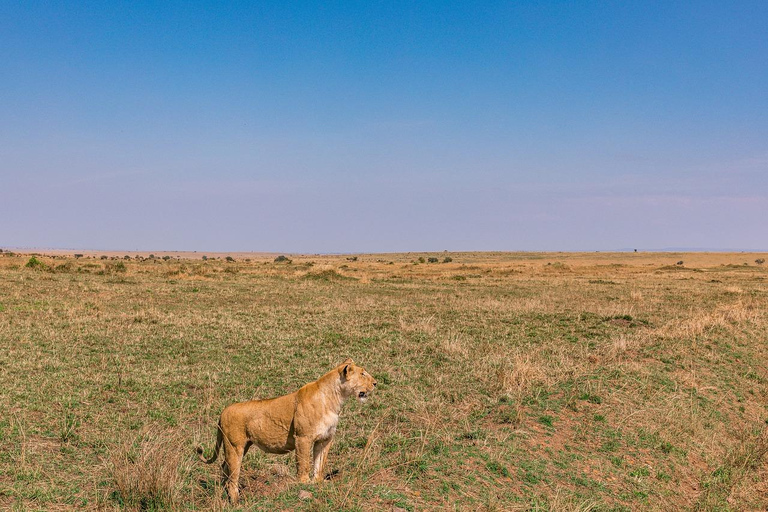 Z Nairobi: 3-dniowe/2-nocne safari w grupie Maasai MaraPrywatne safari na 3 dni/2 noce