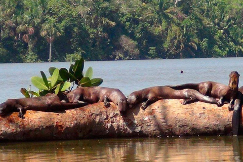 selva de tambopata