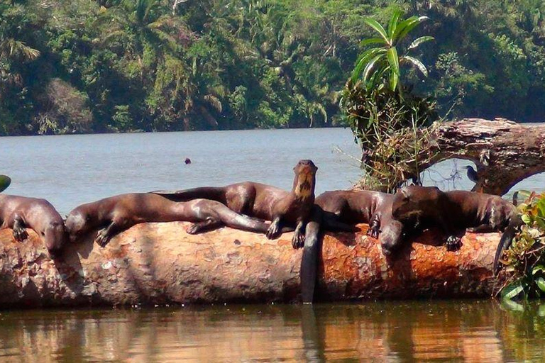 Tambopata-Dschungel