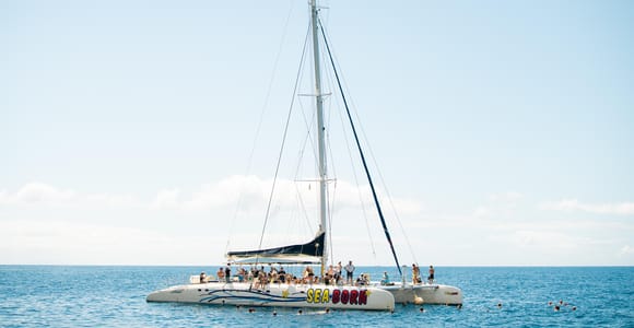 Funchal: Dolphin and Whale Watching Catamaran Cruise