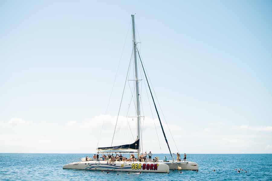 Funchal: Delfin- und Whale-Watching-Katamaranfahrt. Foto: GetYourGuide Funchal: Delfin- und Whale-Watching-Katamaranfahrt. Foto: GetYourGuide