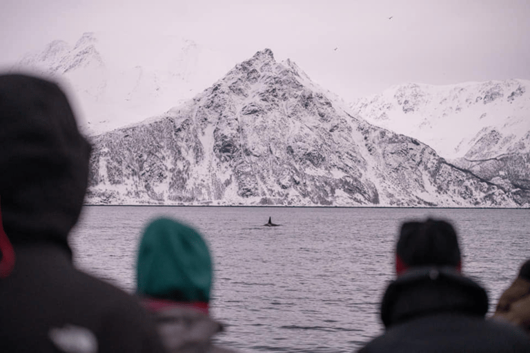 Tromsø: Responsible Whale Watching Cruise Aboard MS Alba