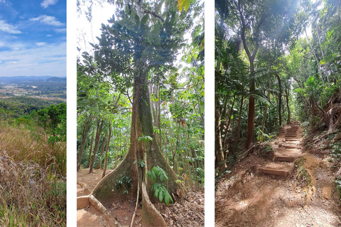 São Paulo: Pico Jaraguá – Spaziergang durch den RegenwaldSão Paulo: Wanderung durch den Regenwald am Pico Jaraguá
