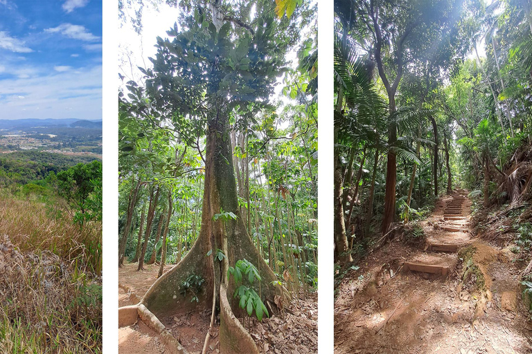 São Paulo: Pico Jaraguá – Spaziergang durch den RegenwaldSão Paulo: Wanderung durch den Regenwald am Pico Jaraguá
