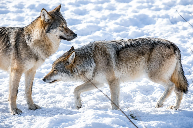 Rovaniemi: Ranua Wildlife Park, Polar Bears & Arctic Animals ⭐ Ranua Highlights | 4h | Polar Bears | Most Popular