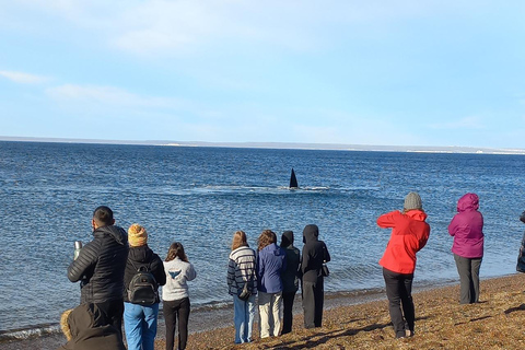 Puerto Madryn: El Doradillo Whale Watching Tour with Pickup