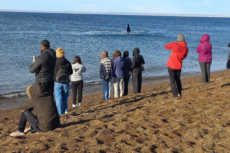 Puerto Madryn: El Doradillo Whale Watching Tour with Pickup