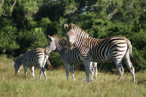 Addo Elephant National Park: Half-Day Safari with Guide