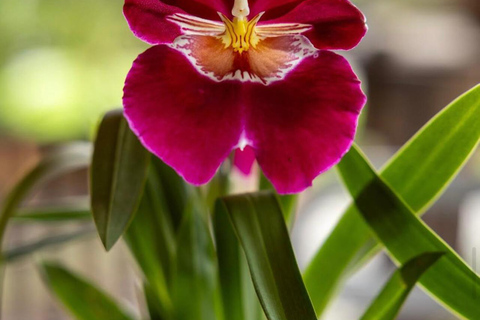 Medellin: Eastern Adventure, Magical Villages, Orchids, and Landscapes