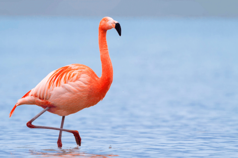 Djerba: Piratenboot-Ausflug mit Djerbay