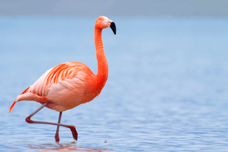 Djerba: Piratenboot-Ausflug mit Djerbay