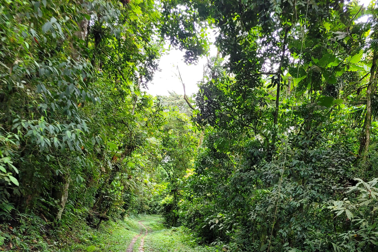 CAMINHO DO OURO - Guided tour Atlantic Forest, Waterfalls, Stories.