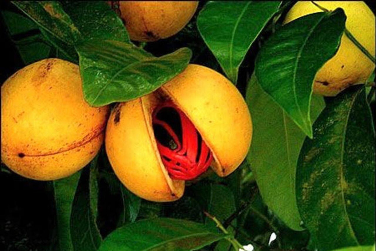 Zanzibar: Privat kryddodlingstur med lokal guide.Det här alternativet inkluderar upphämtning från hotell i Stone Town.