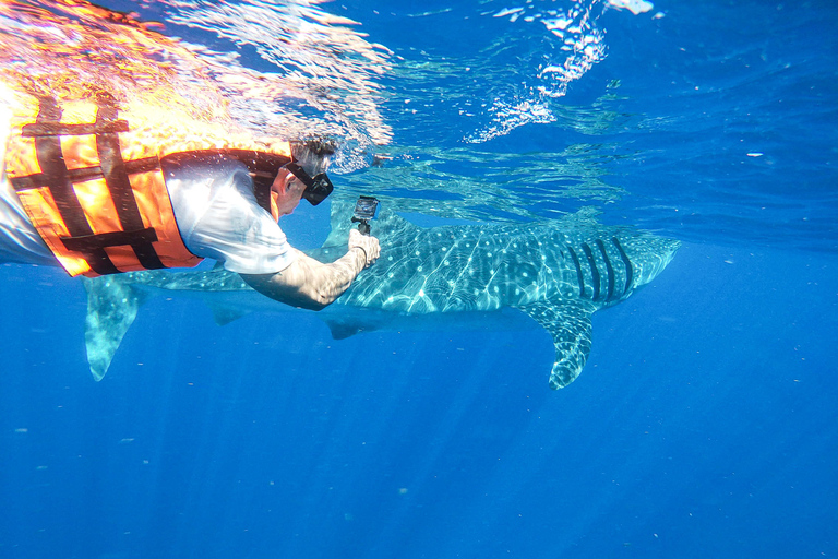 Whale Shark Adventure from Cancun and Mayan Riviera Whale Shark Adventure from Riviera Maya and Playa del Carmen