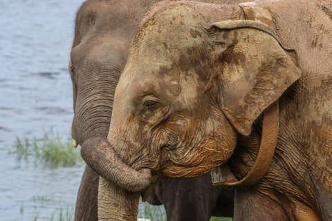 Sri Lanka: Safari na słoniach z odbiorem z hotelu