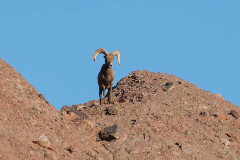 Phoenix Sights & Stories Sunset Tour: Downtown & Papago Park