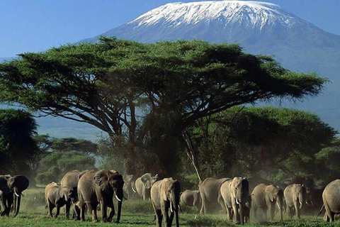 3 Days & 2 Nights Amboseli National Park With 4*4 Vehicle