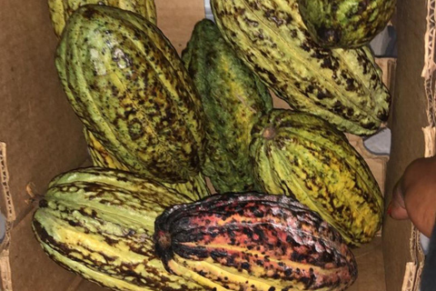 Kampala: Praktische SchokoladenherstellungKampala: Schokolade selbst machen