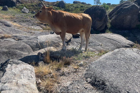 Porto: nuoto, escursioni, picnic nel Parco Nazionale di Gerês