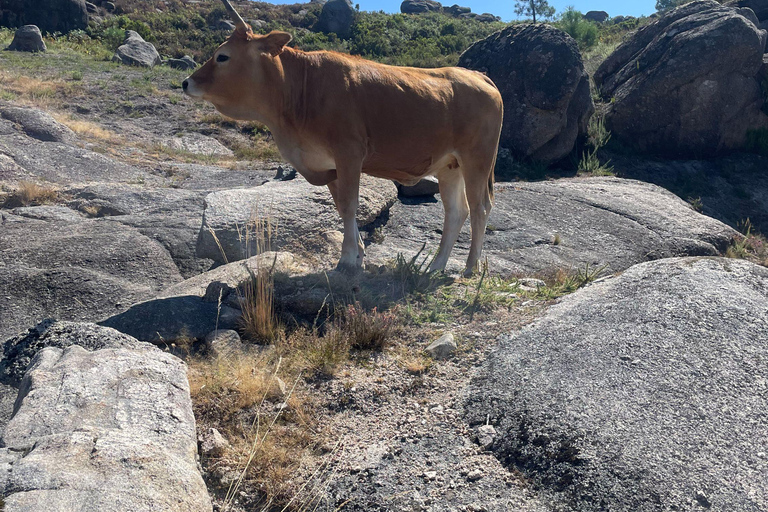 Porto: nuoto, escursioni, picnic nel Parco Nazionale di Gerês