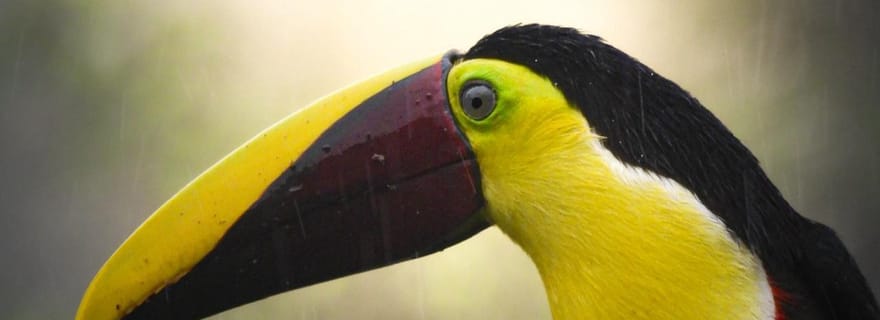 Bijagua : excursion d'ornithologie et de photographie