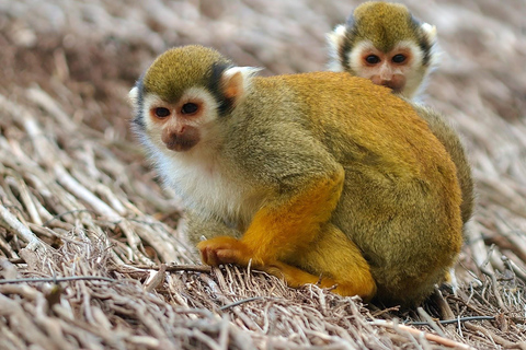 Amber Cove & Taino Bay: Private VIP Monkeys & Beach Escape