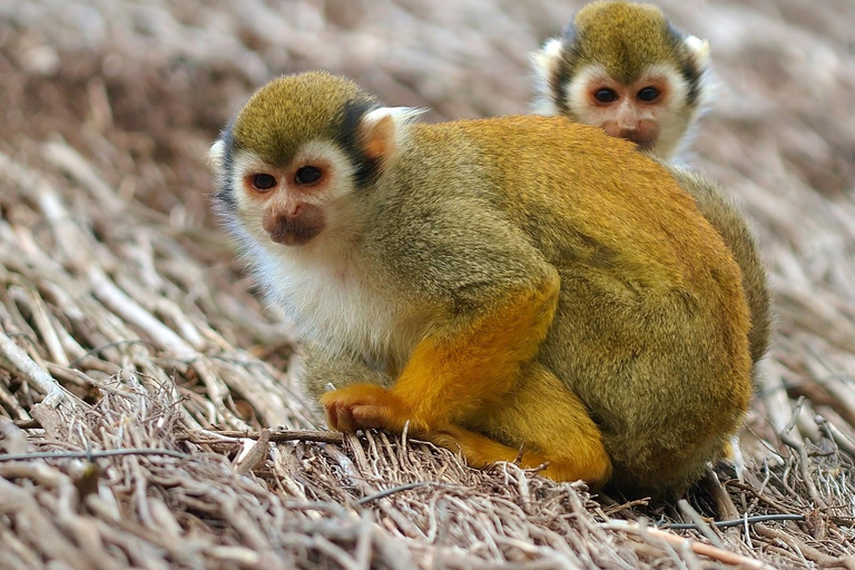 Amber Cove & Taino Bay: Private VIP Monkeys & Beach Escape