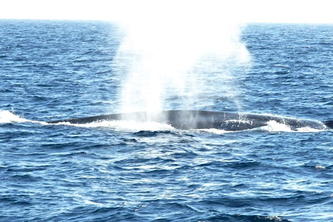 Los Angeles Harbor Breeze Cruise & Battleship USS Iowa Entry Whale Watching Cruise + USS Iowa Ticket