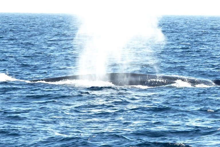 Los Angeles Harbor Breeze Cruise & Battleship USS Iowa Entry Whale Watching Cruise + USS Iowa Ticket