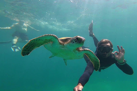 Mergulho com snorkel com tartarugas em seu habitat natural