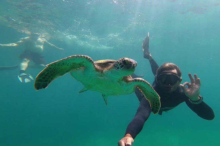 Mergulho com snorkel com tartarugas em seu habitat natural