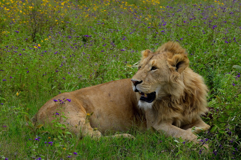 Arusha: Ngorongoro Crater Full-Day Safari Ngorongoro Crater: Full Day Safari