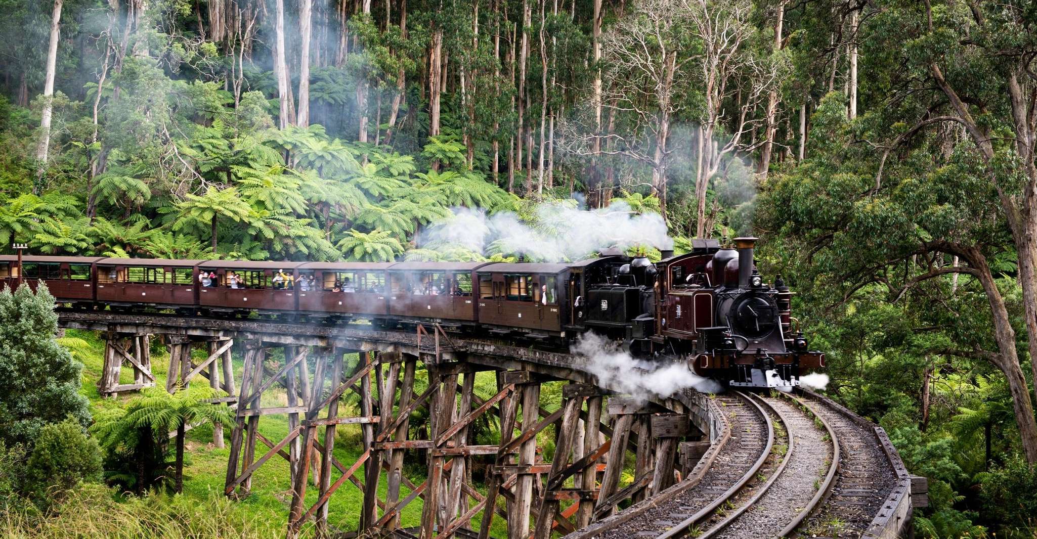 From Melbourne, Puffing Billy Train & Penguins Wildlife Tour - Housity