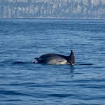 Golfo di Olbia: Avvistamento delfini in gommone