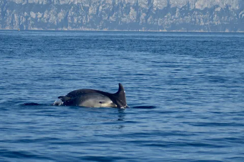 Golfo di Olbia: Avvistamento delfini in gommone