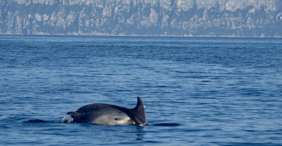 Gulf of Olbia: Dolphin watching by RIB boat