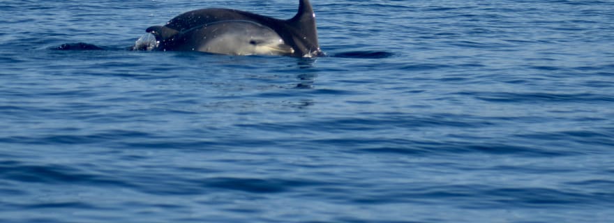 Golfe d'Olbia : Observation de dauphins en bateau pneumatique