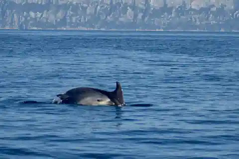 Golfo di Olbia: Avvistamento delfini in gommone