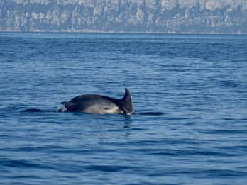 Golf von Olbia: Delfin-Sichtung in einem Schlauchboot
