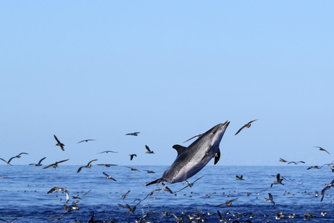 Whale and Dolphin Watching with Vila Franca Islet Visit