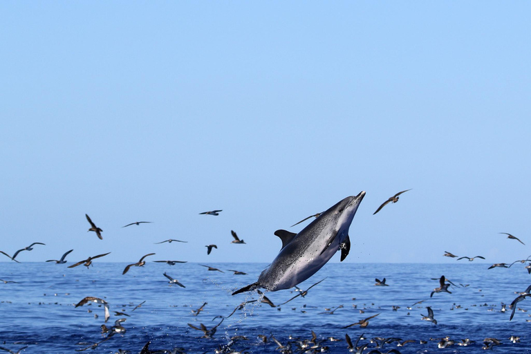 Whale and Dolphin Watching with Vila Franca Islet Visit