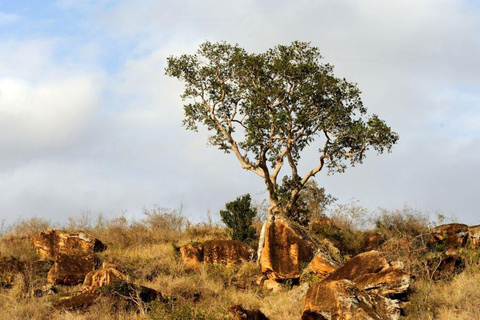 5-dniowe safari do Tsavo East/West i Amboseli z Mombasy