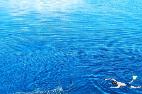 From Kopang: Komodo Island & Whale Shark Trip 4-Day Trip