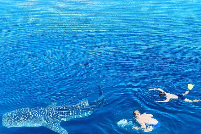 From Kopang: Komodo Island & Whale Shark Trip 4-Day Trip