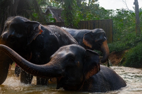 1-godzinna wycieczka z przewodnikiem ekologicznym do sanktuarium słoni w Khao Lak1-godzinna wycieczka z przewodnikiem z odbiorem z hotelu Khaolak