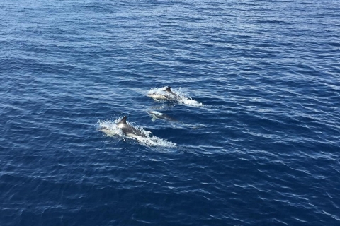Fuerteventura: Tour en barco con guía para avistamiento de ballenas y delfines