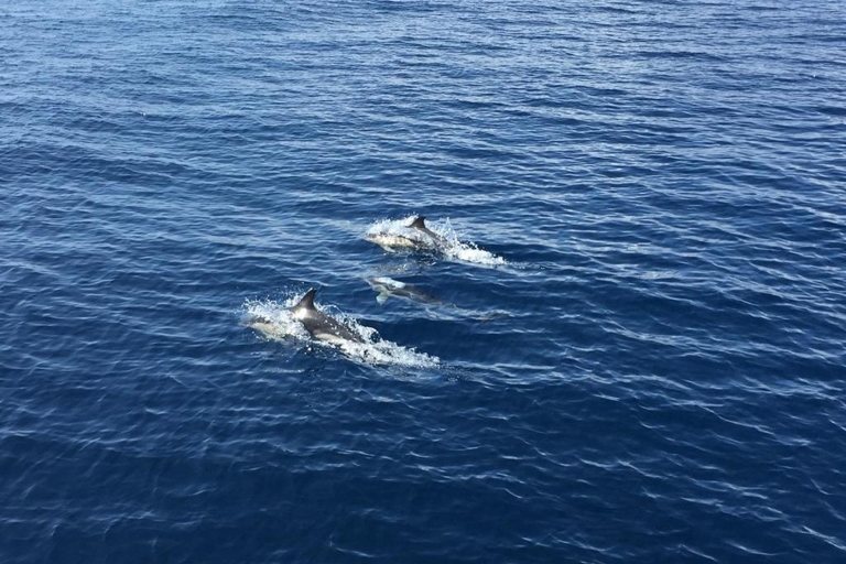 Fuerteventura: Tour en barco con guía para avistamiento de ballenas y delfines